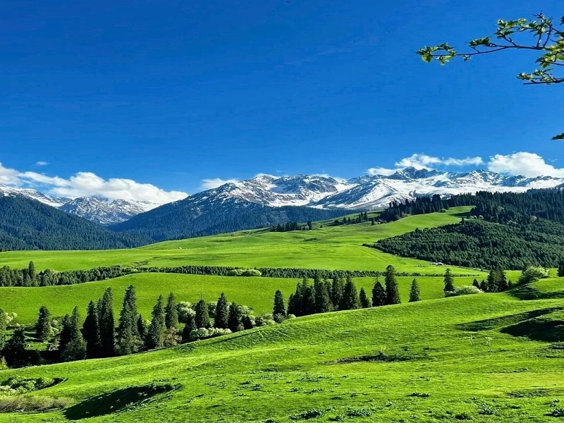 恰西森林公园景区
